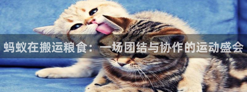 绿茵杯足球赛：蚂蚁在搬运粮食：一场团结与协作的运动盛会